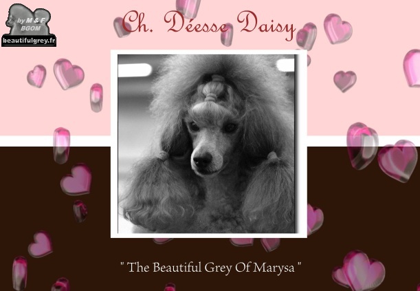 CH. Deesse daisy The beautiful grey of marysa