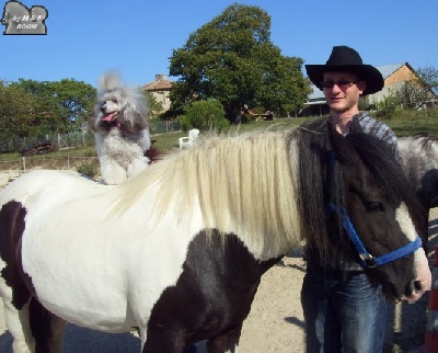 The beautiful grey of marysa - un caniche à cheval !!!