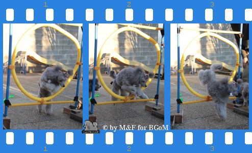 The beautiful grey of marysa - JUMP AGILITY MAISON