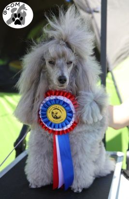 The beautiful grey of marysa - Ma belle Haley est Championne de FRANCE 2017