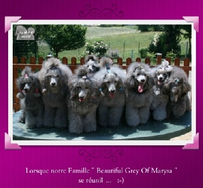 The beautiful grey of marysa - Réunion de FAMILLE 