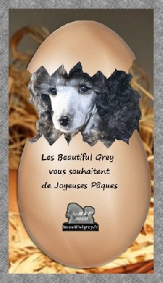 The beautiful grey of marysa - Joyeuses Pâques !!!!