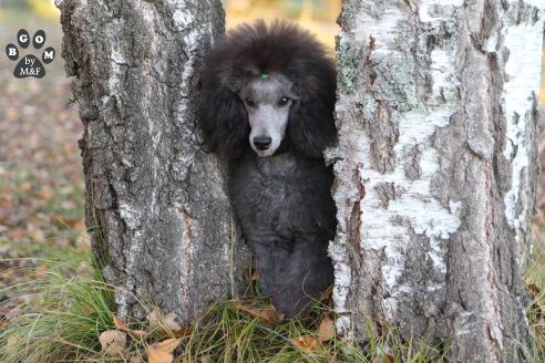 The beautiful grey of marysa - Coucou !!