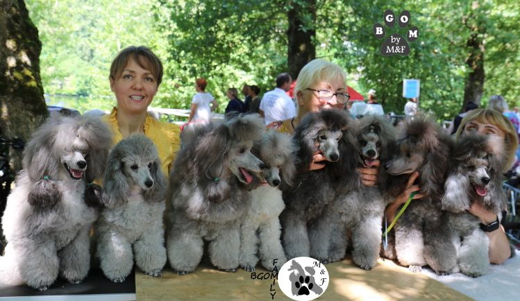 The beautiful grey of marysa - Ma famille Beautiful Grey