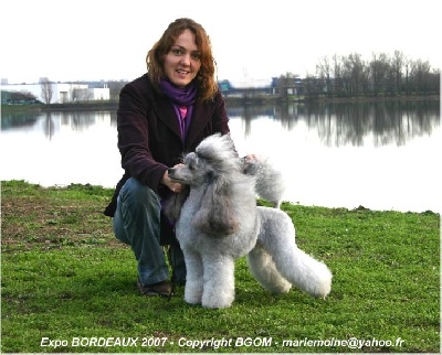 The beautiful grey of marysa - TOP CANICHE NAIN GRIS en France 2006