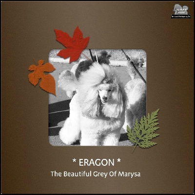 The beautiful grey of marysa - ERAGON -> MEILLEUR CANICHE 2012 !!!
