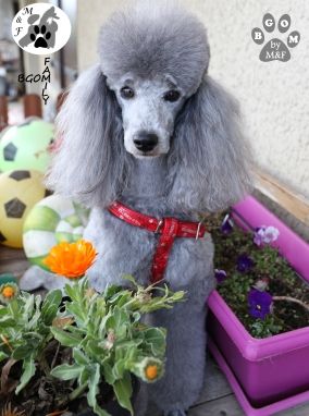 The beautiful grey of marysa - 4 ans et quelle couleur !!