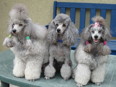 The beautiful grey of marysa - en famille - suite !