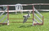  - Concours AGILITY