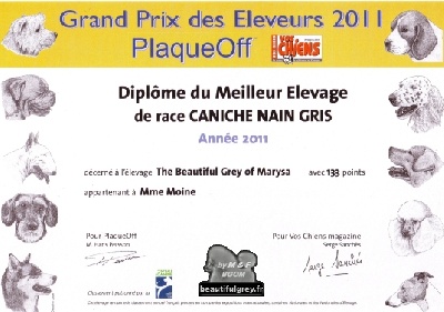 The beautiful grey of marysa - Les BEAUTIFUL GREY : MEILLEUR ELEVAGE