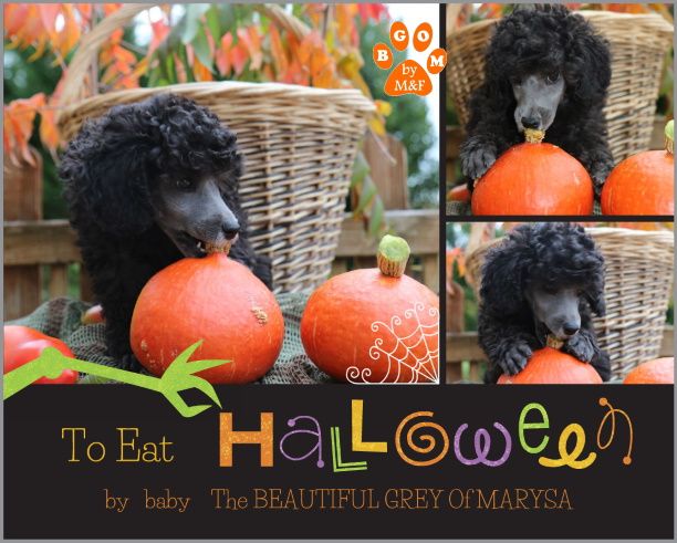 The beautiful grey of marysa - Pumpkin day