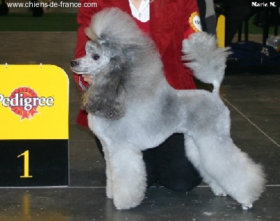 The beautiful grey of marysa - WORLD DOG SHOW'06- superbe toilettage