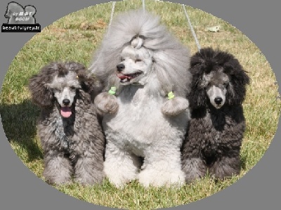 The beautiful grey of marysa - en famille !