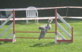 The beautiful grey of marysa - Concours AGILITY