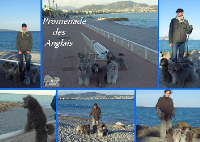 The beautiful grey of marysa - Les BGoM sur la Promenade des Anglais...suite