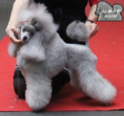 CH. Girl just wants to have fun The beautiful grey of marysa
