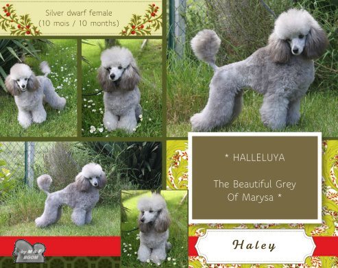 CH. Halleluya The beautiful grey of marysa
