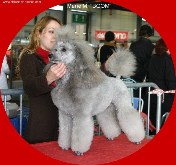 CH. U'lys famous scoop The beautiful grey of marysa