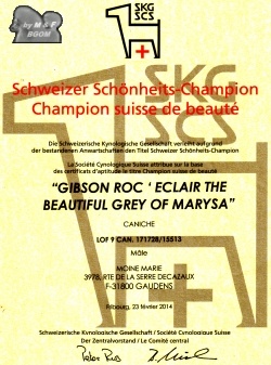 CH. Gibson roc'eclair The beautiful grey of marysa