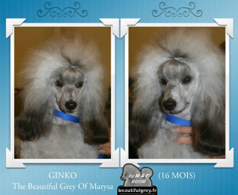 Ginko The beautiful grey of marysa