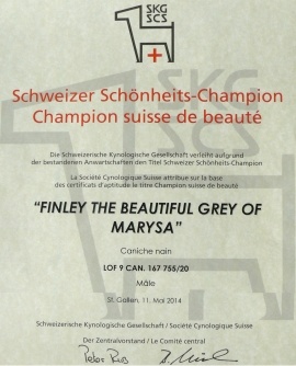 CH. Finley The beautiful grey of marysa