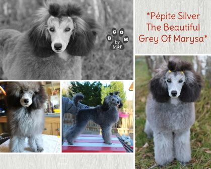 Pepite silver The beautiful grey of marysa