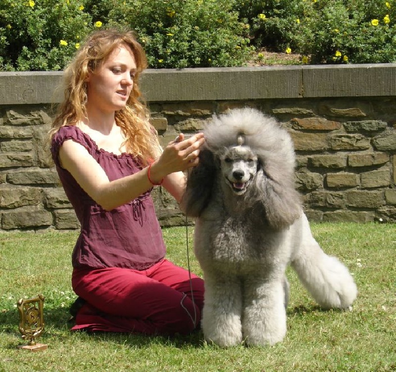 CH. U'lys famous scoop The beautiful grey of marysa