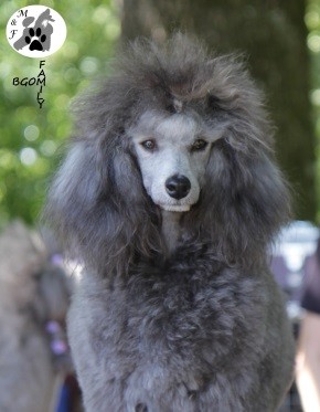 My mermaid The beautiful grey of marysa
