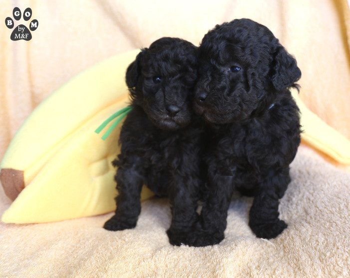 A vendre - BABY BOY The beautiful grey of marysa