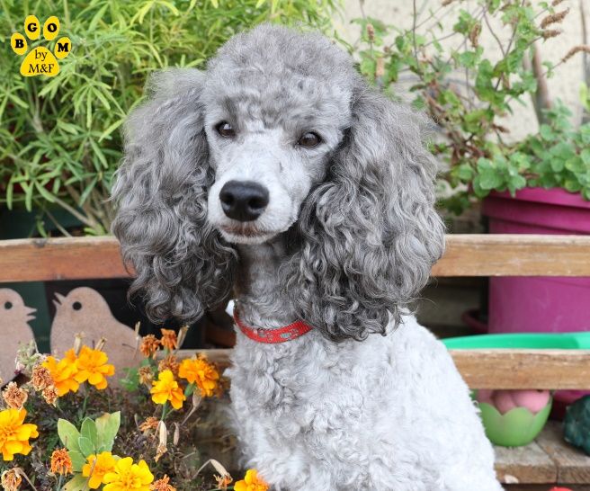 A VENDRE - KEANU The beautiful grey of marysa