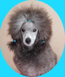 CH. Un elixir silver The beautiful grey of marysa