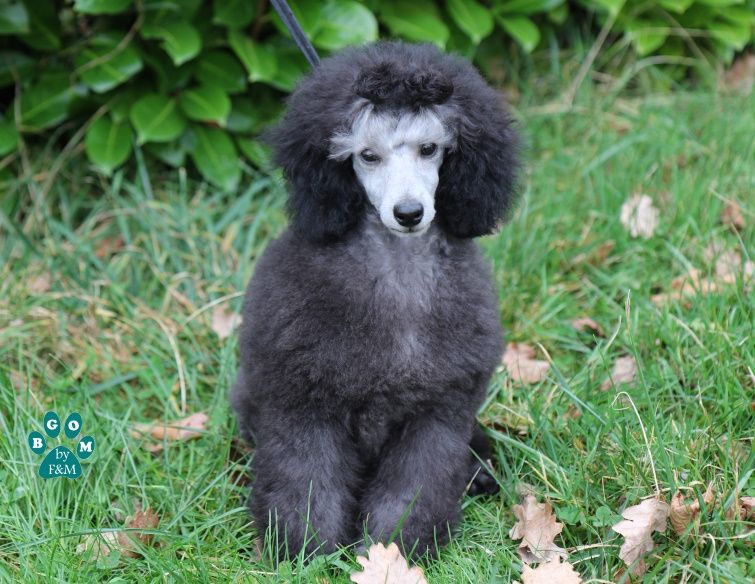 Vertige de-l'amour The beautiful grey of marysa