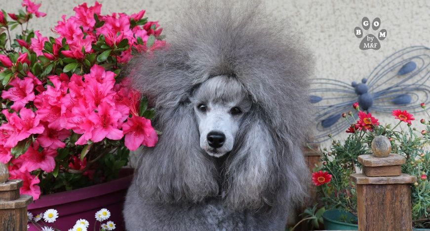 CH. Un yellowstone cowboy The beautiful grey of marysa