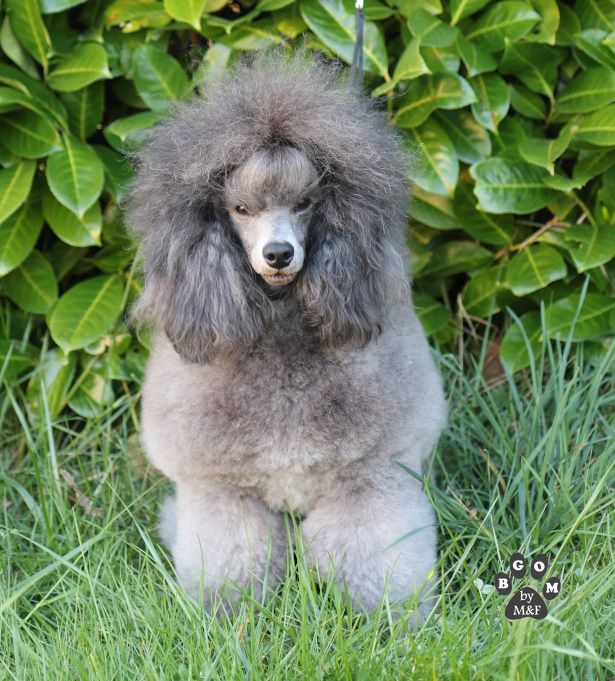 CH. Un air 2 rock The beautiful grey of marysa