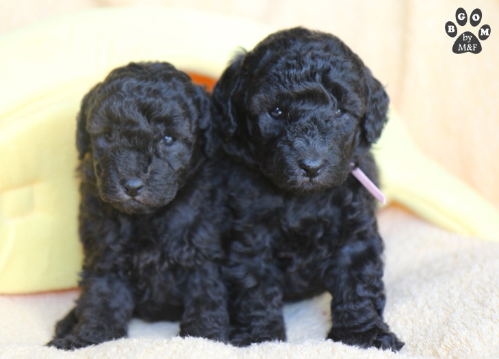 A vendre - BABY GIRL The beautiful grey of marysa