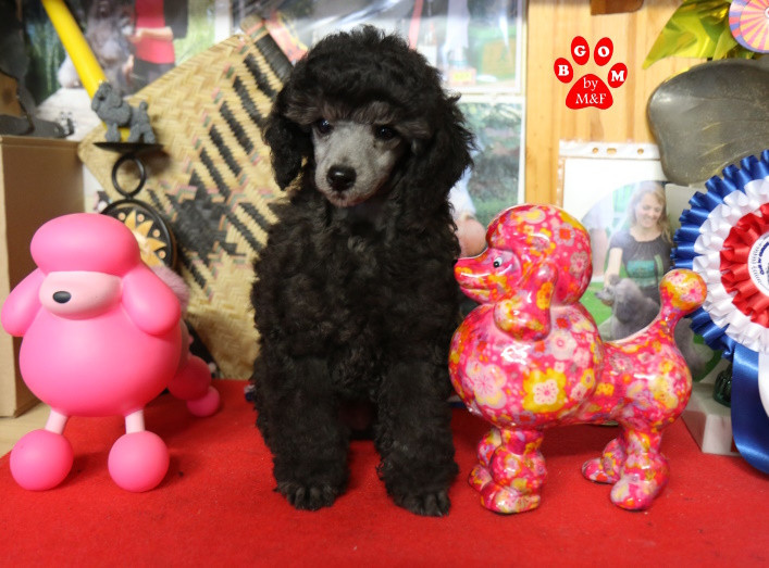 A vendre - femelle caniche grise - The beautiful grey of marysa