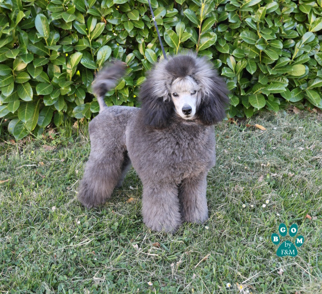 ABRACADABRA ENCHANTING The beautiful grey of marysa
