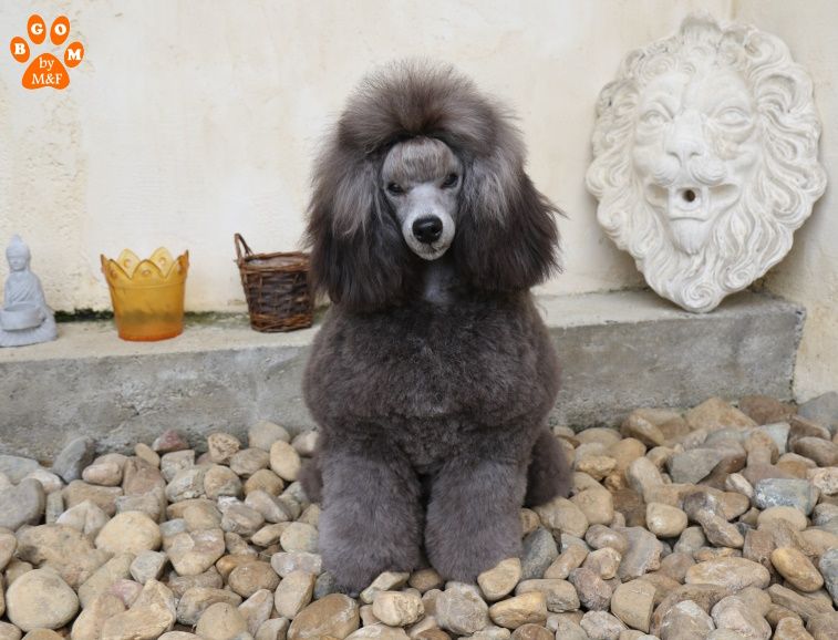 The beautiful grey of marysa - Petit Gris gris