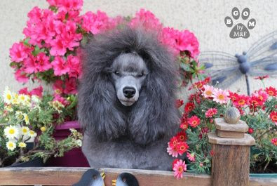 une fleur parmi les fleurs