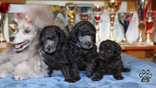 petits gris