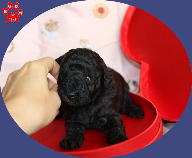 1 baby boy pour partager votre vie